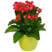 Kalanchoe velmelho + Cachep Verde Limo